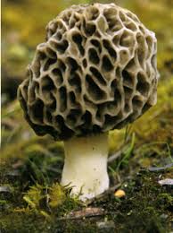 Attēlu rezultāti vaicājumam “Morchella esculenta”