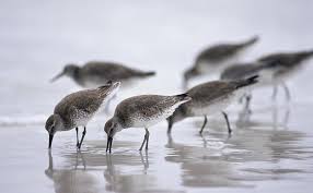 Image result for Calidris bairdii