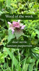 Attēlu rezultāti vaicājumam “Lamium purpureum flower”