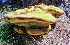 Attēlu rezultāti vaicājumam “Phaeolus schweinitzii”