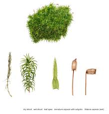 Attēlu rezultāti vaicājumam “Polytrichum commune”