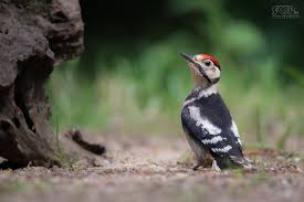 Attēlu rezultāti vaicājumam “Dendrocopos major juvenile”