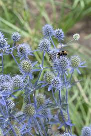 Image result for Edeldistel