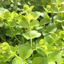 Attēlu rezultāti vaicājumam “Lysimachia nummularia leaf”