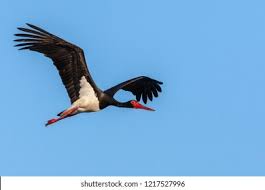 Attēlu rezultāti vaicājumam “Ciconia nigra adult”