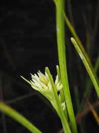Attēlu rezultāti vaicājumam “Rhynchospora alba flower”