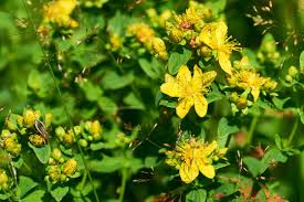 Image result for Johanniskraut