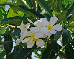 Attēlu rezultāti vaicājumam “Euura acutifoliae”