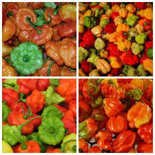 Afbeeldingsresultaat voor aji dulce sweet pepper