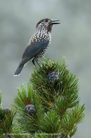 Attēlu rezultāti vaicājumam “Nucifraga caryocatactes adult”