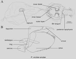 Attēlu rezultāti vaicājumam “Pieris napi male”
