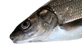 Image result for Coregonus lavaretus