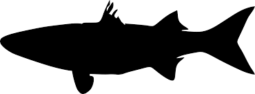 Image result for Chelon ramada