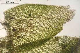 Attēlu rezultāti vaicājumam “Mylia anomala”