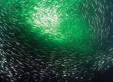 Image result for Tornado Divers