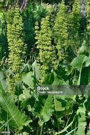 Attēlu rezultāti vaicājumam “Rumex confertus fruit”