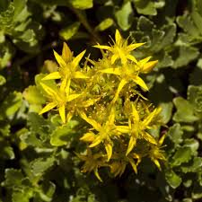 Image result for Mauerpfeffer