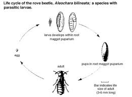 Attēlu rezultāti vaicājumam “Mellicta athalia larva”