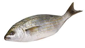 Image result for Sarpa salpa