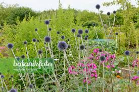 Image result for Echinops spaerocephalus