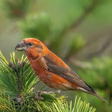 Attēlu rezultāti vaicājumam “Loxia pytyopsittacus male”