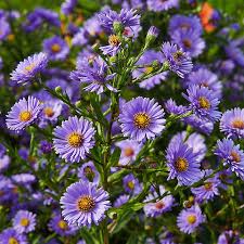 Image result for Aster novi-belgii