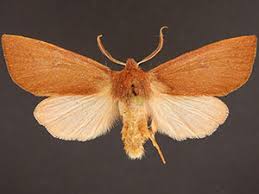 Attēlu rezultāti vaicājumam “Orthosia miniosa imago”