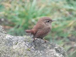 Attēlu rezultāti vaicājumam “Troglodytes troglodytes”