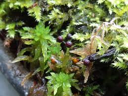 Attēlu rezultāti vaicājumam “Sphagnum centrale sporophyte”