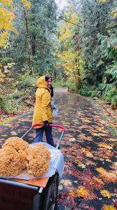 Attēlu rezultāti vaicājumam “Cordyceps polyarthra”