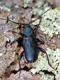 Attēlu rezultāti vaicājumam “Callidium violaceum”