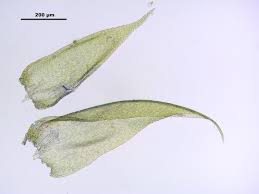 Attēlu rezultāti vaicājumam “Hypnum jutlandicum”