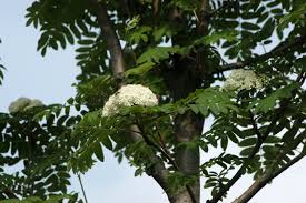 Attēlu rezultāti vaicājumam “Sorbus aucuparia flower”
