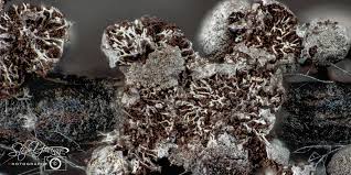 Attēlu rezultāti vaicājumam “Perichaena corticalis spores”