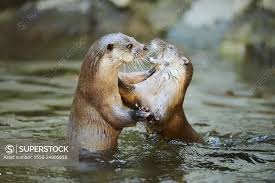 Attēlu rezultāti vaicājumam “Lutra lutra”