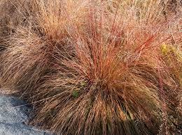 Attēlu rezultāti vaicājumam “Jamesoniella autumnalis sporophyte”