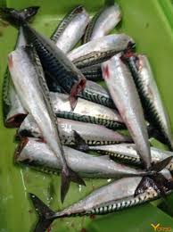 Image result for Scomber scombrus