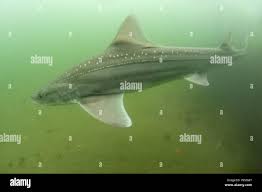 Image result for Mustelus asterias