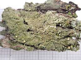 Attēlu rezultāti vaicājumam “Coenogonium pineti”