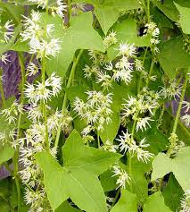 Attēlu rezultāti vaicājumam “Echinocystis lobata flower”