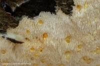 Attēlu rezultāti vaicājumam “Dentipellis fragilis”