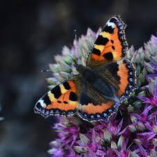 Image result for Small Tortoiseshell