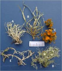 Attēlu rezultāti vaicājumam “Ramalina farinacea”