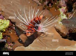 Image result for Pterois radiata