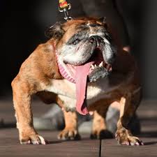 Image result for ugliest dog