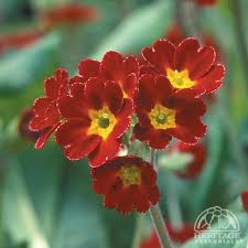 Attēlu rezultāti vaicājumam “Primula veris var. rubra flower”