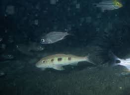 Image result for Pseudupeneus maculatus