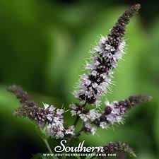 Image result for Mentha piperita