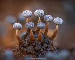 Attēlu rezultāti vaicājumam “Physarum auriscalpium young”