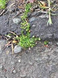 Attēlu rezultāti vaicājumam “Sagina procumbens fruit”